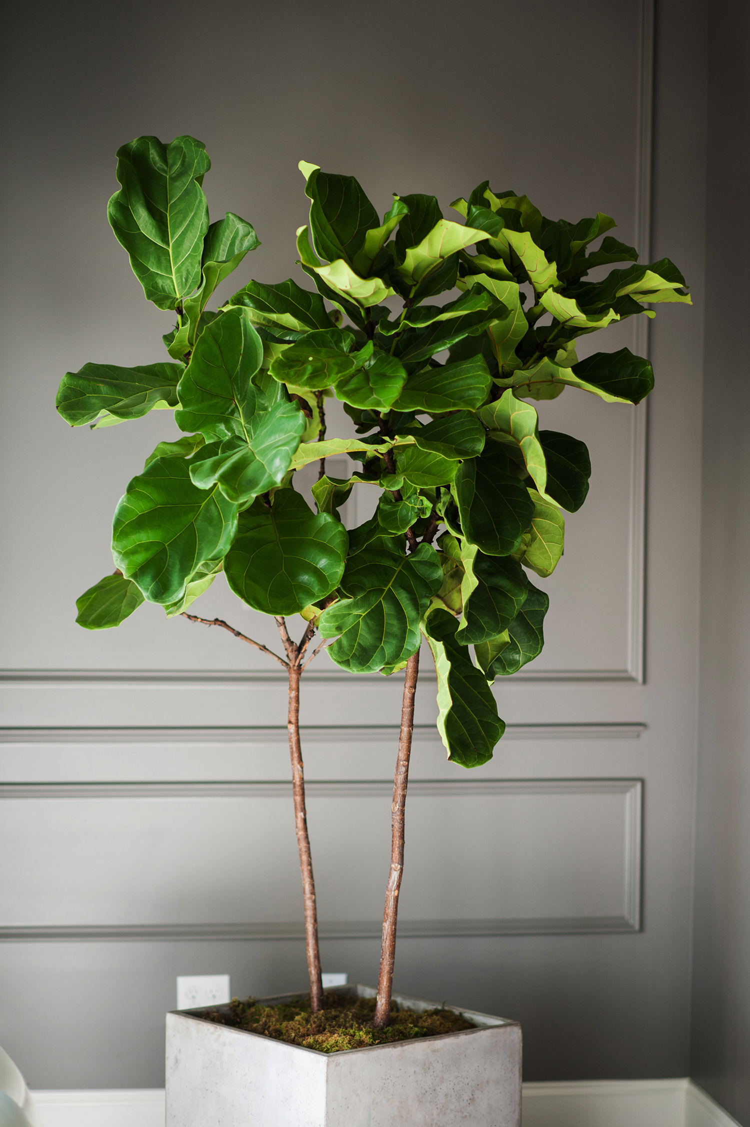 Fiddle Leaf Fig: Going Green Never Looked So Good | MOSS MANOR