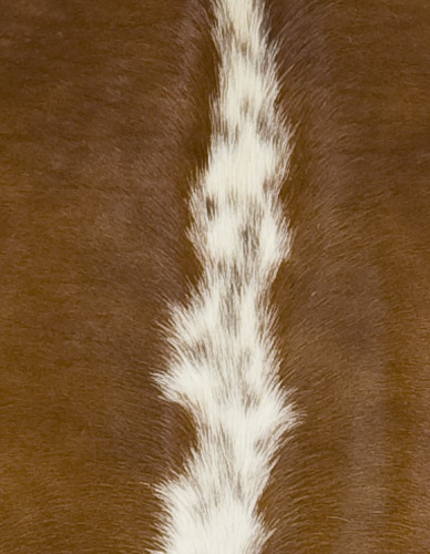 Brown and White Regular Cowhide Detail
