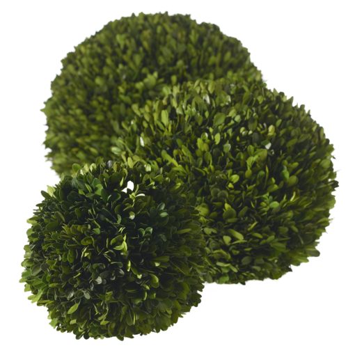 Boxwood Spheres Sphere Set Natural Preserved Hand Made Oversized Extra Large