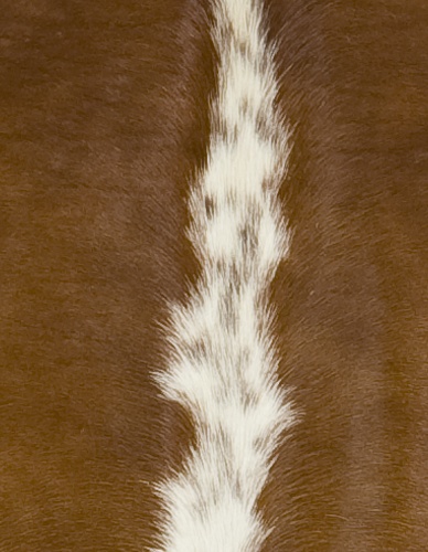 Brown and White Cowhide - Image 2