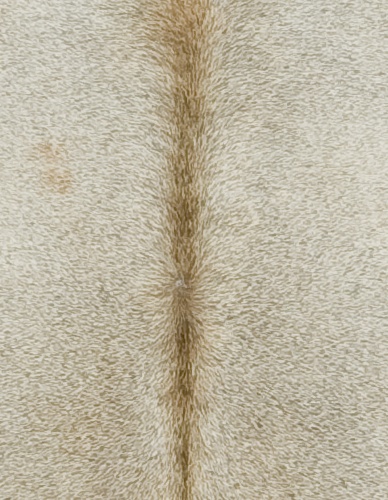 Gris Tan Cowhide - Image 2