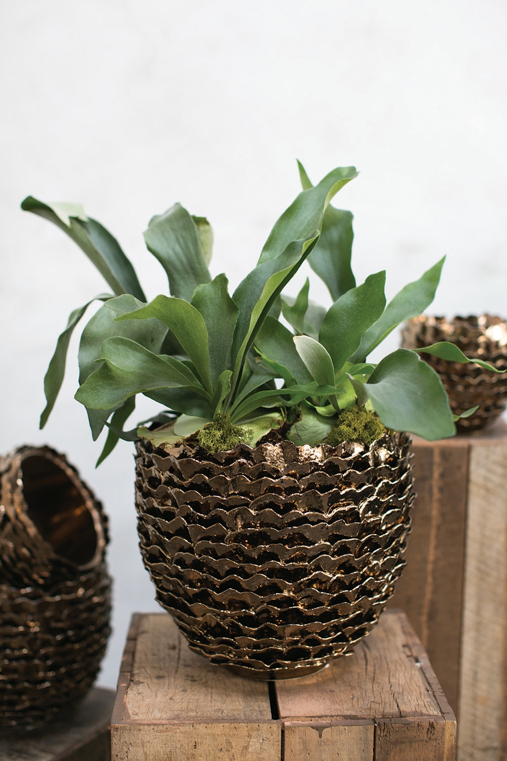 Artsi Pot Collection, Set of Two - Discontinued - Image 2