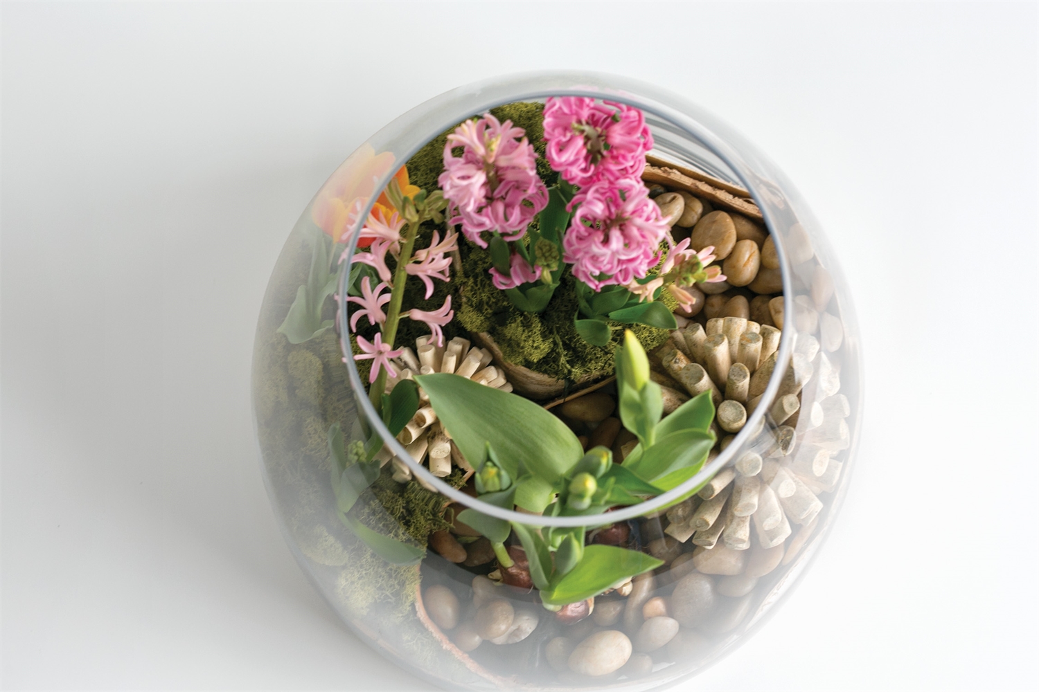 Oversized Bell Terrarium - Image 5