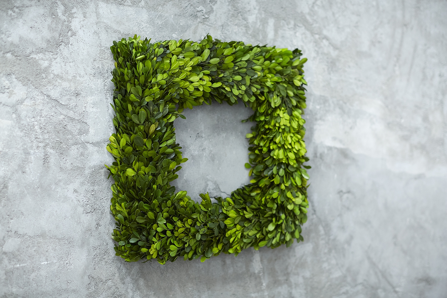 Preserved Boxwood Wreath, Set of Two - Discontinued - Image 3
