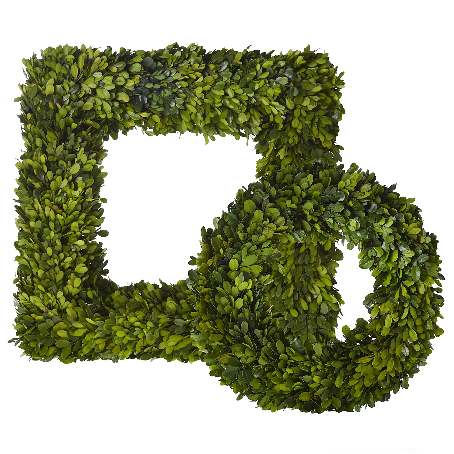 Preserved Boxwood Wreath, Set of Two - Discontinued