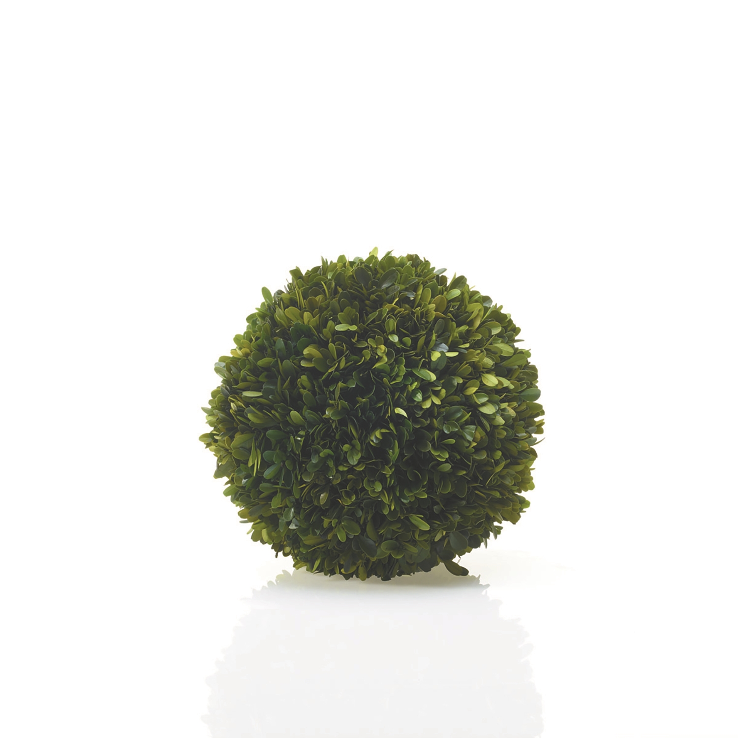 Preserved Boxwood Spheres Set - Discontinued - Image 11