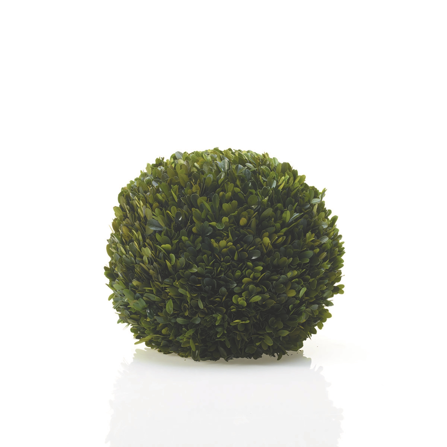 Preserved Boxwood Spheres Set - Discontinued - Image 12