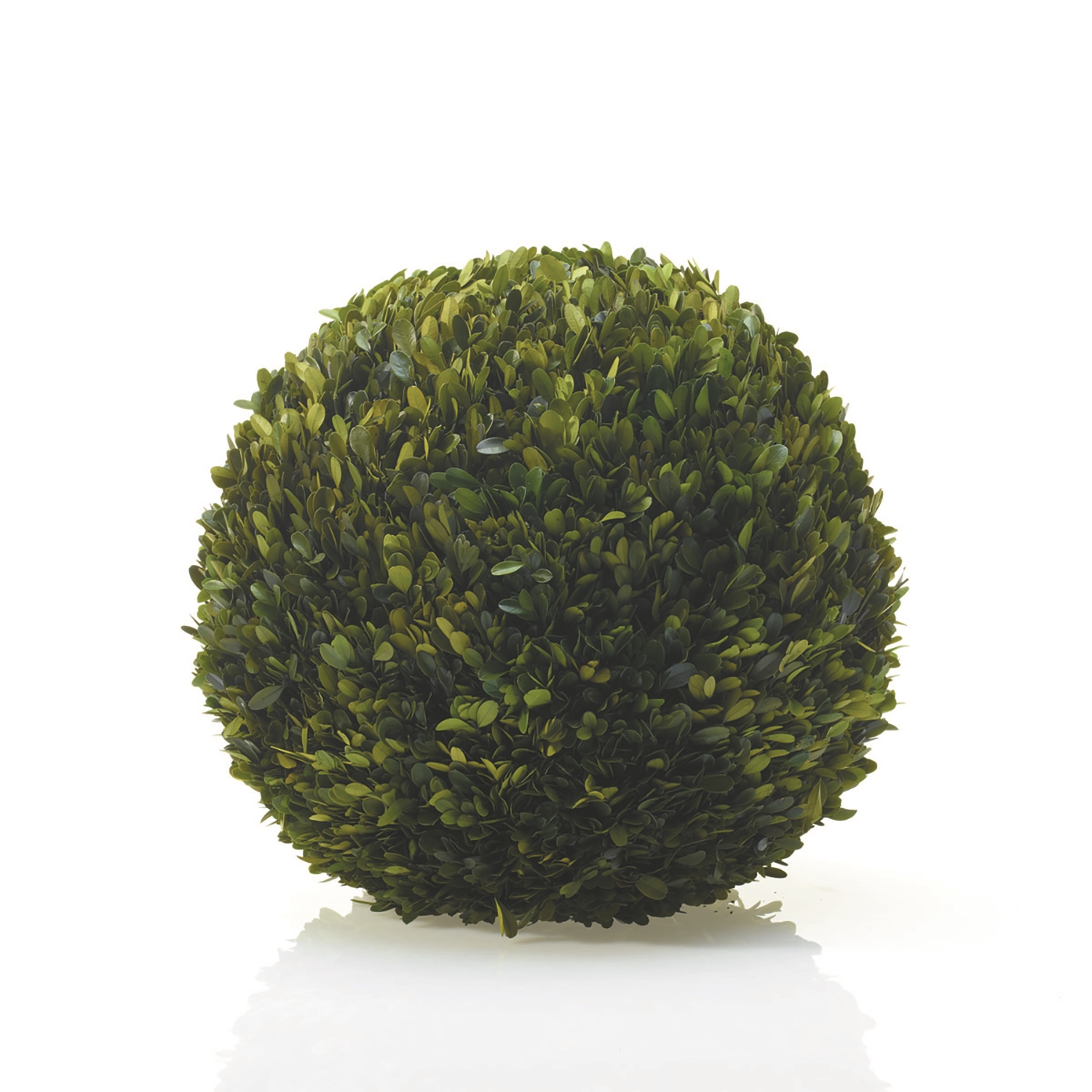 Preserved Boxwood Spheres Set - Discontinued - Image 13