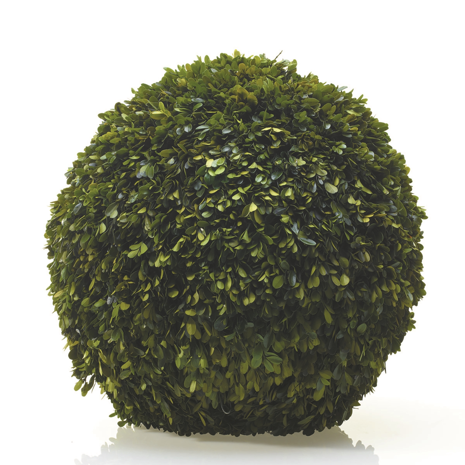 Preserved Boxwood Spheres Set - Discontinued - Image 14