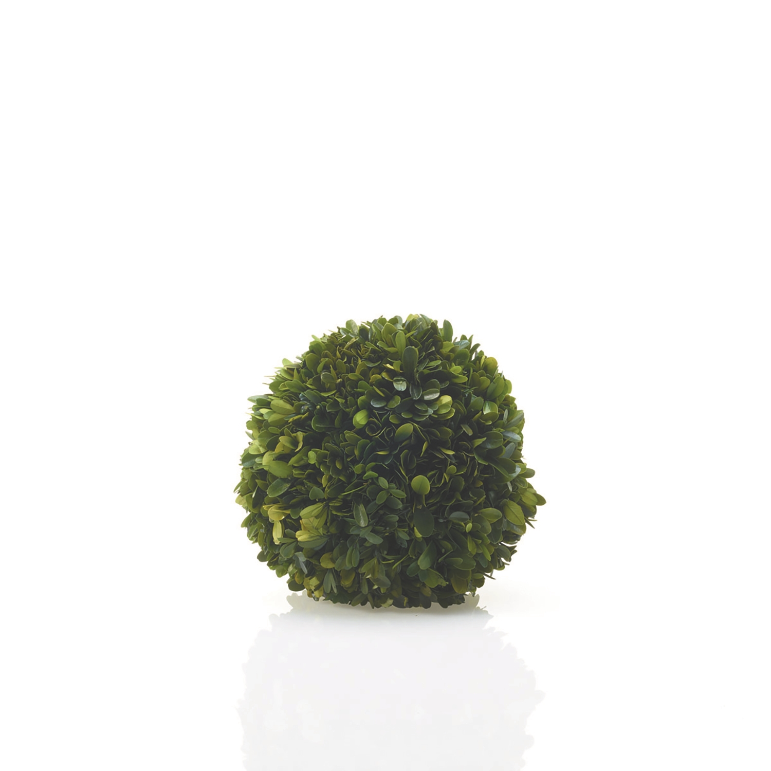 Preserved Boxwood Spheres Set - Discontinued - Image 9