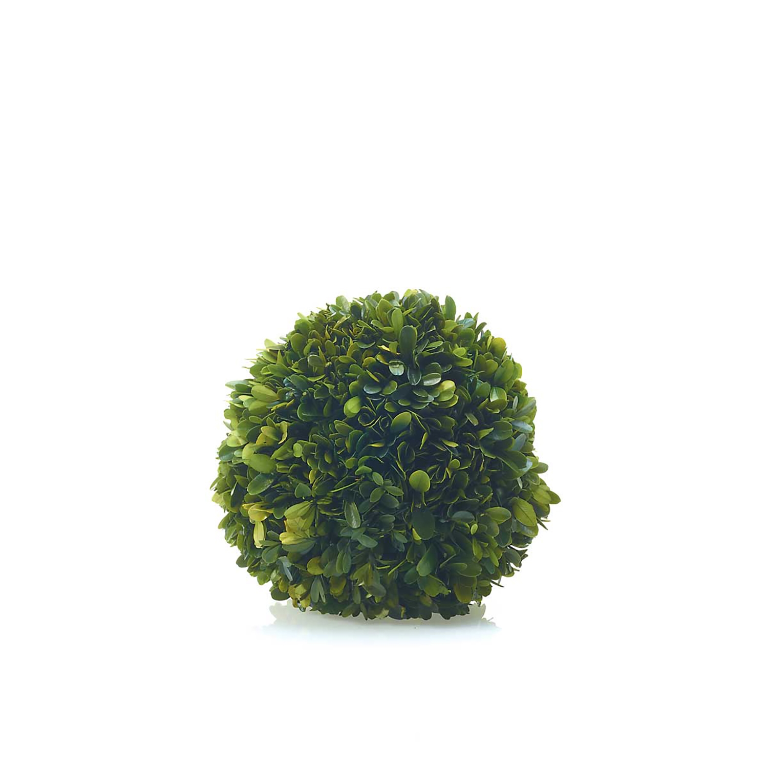 Preserved Boxwood Spheres Set - Discontinued - Image 10