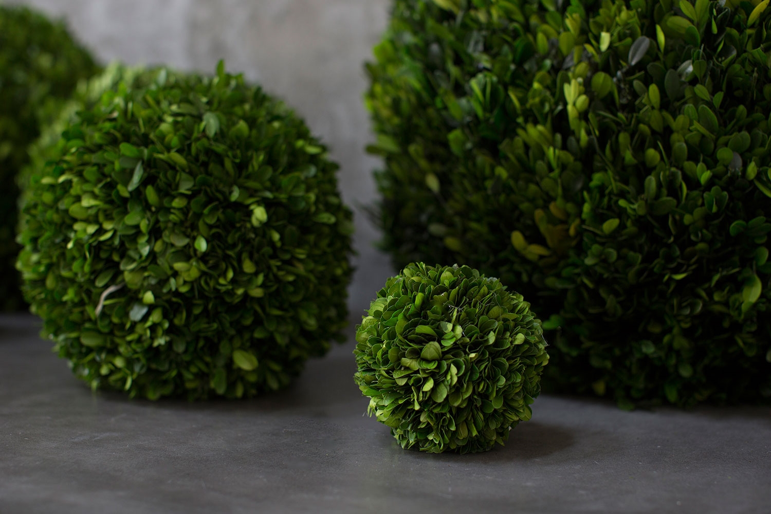 Preserved Boxwood Spheres Set - Discontinued - Image 2