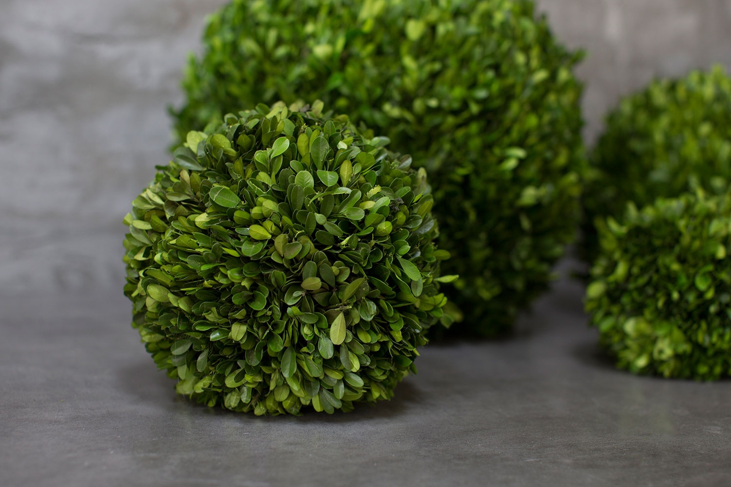 Preserved Boxwood Spheres Set - Discontinued - Image 3