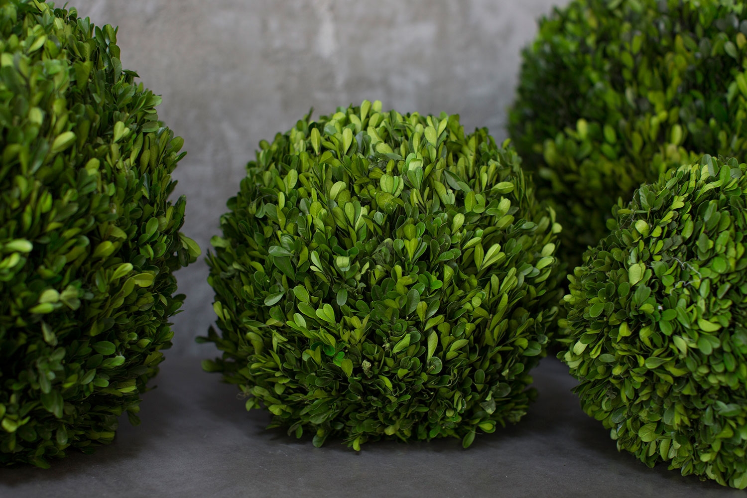 Preserved Boxwood Spheres Set - Discontinued - Image 4