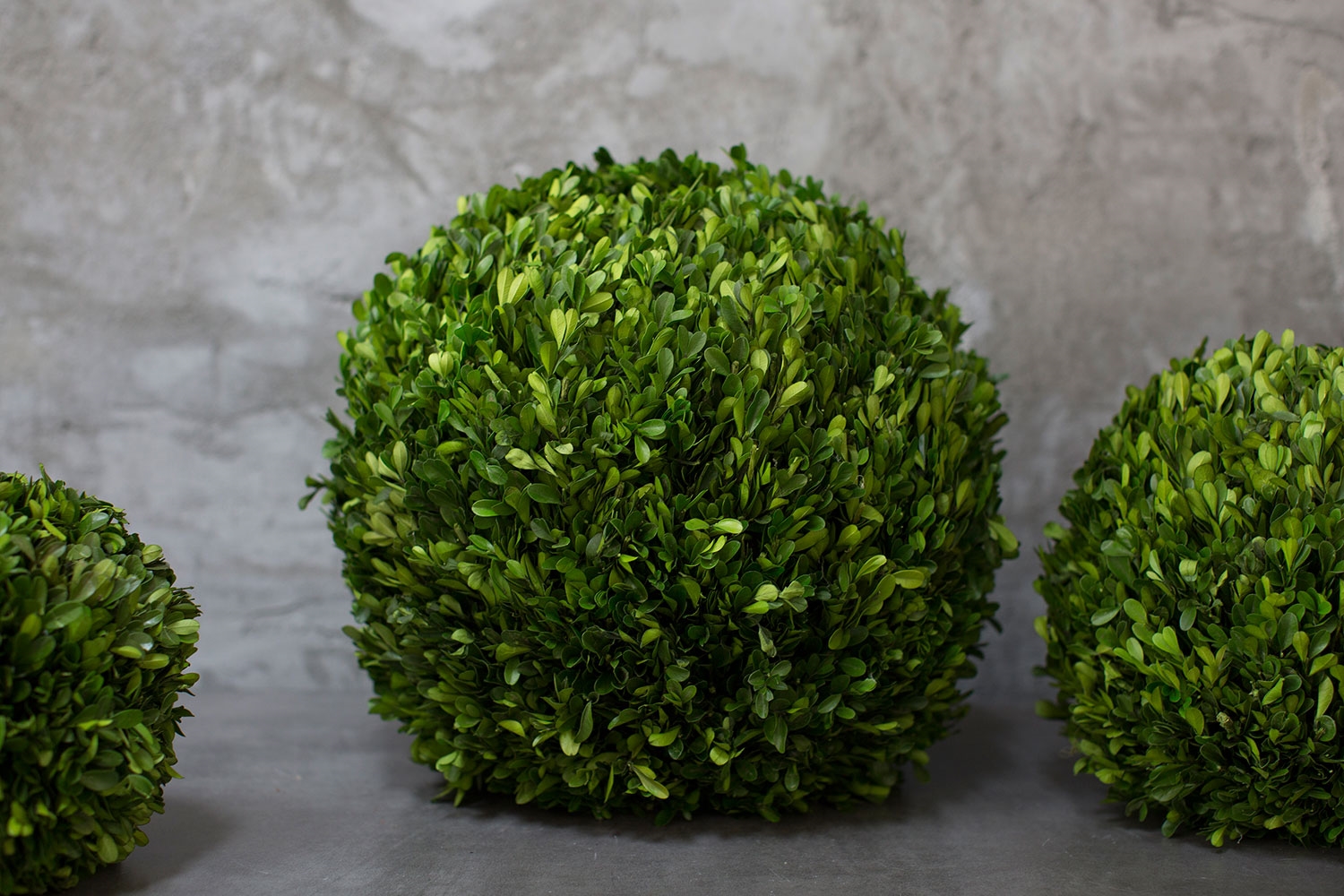 Preserved Boxwood Spheres Set - Discontinued - Image 5