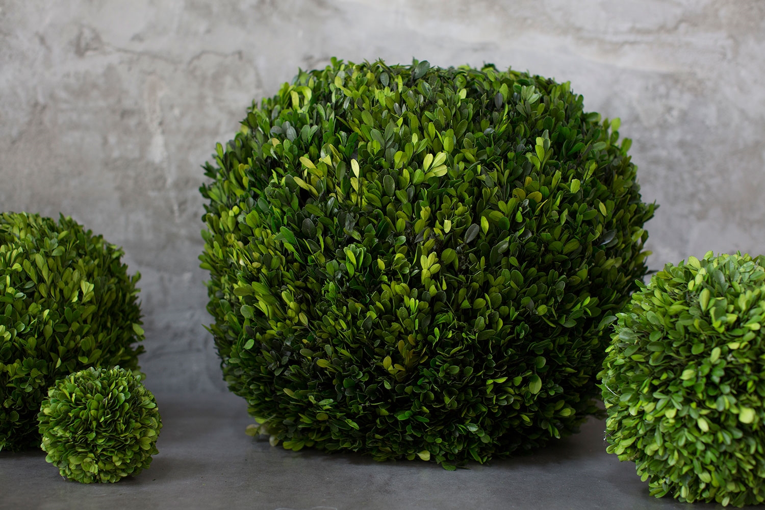 Preserved Boxwood Spheres Set - Discontinued - Image 6