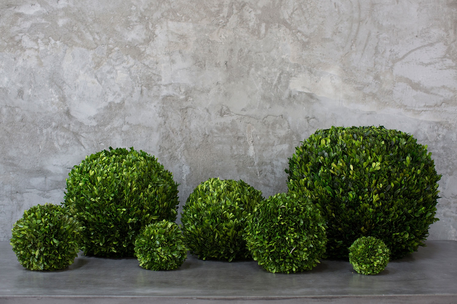 Preserved Boxwood Spheres Set - Discontinued - Image 7
