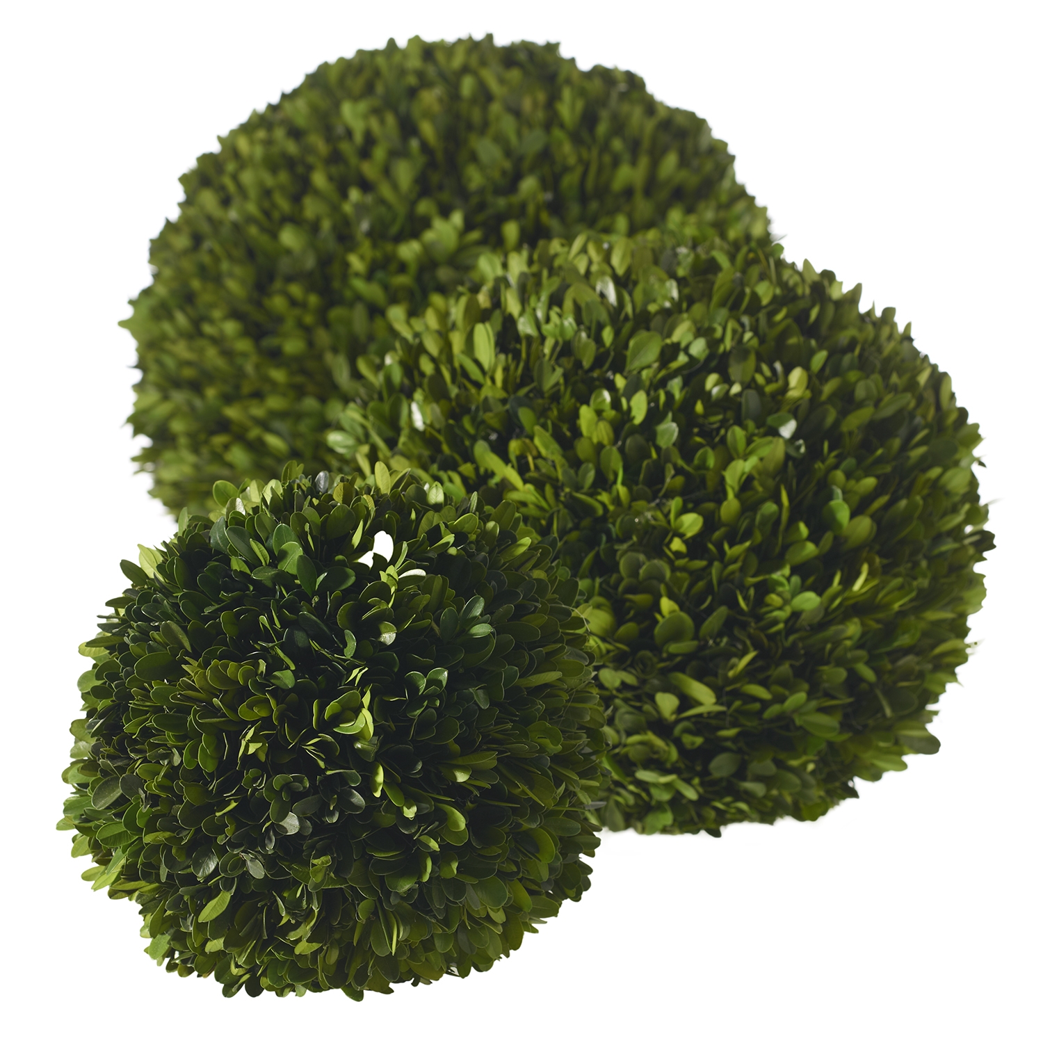 Preserved Boxwood Spheres Set - Discontinued