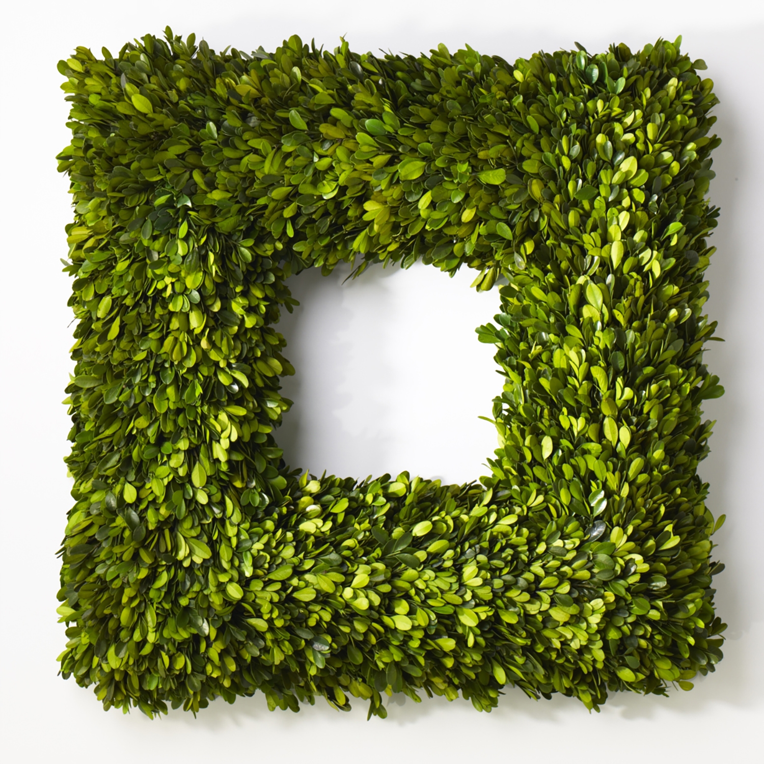 Preserved Boxwood Wreath, Set of Two - Discontinued - Image 8