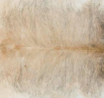 Light Brindle Tan Cowhide - Image 2