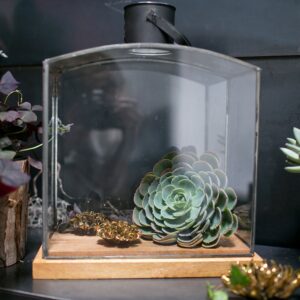 nuevo-lifestyle-window-sill-gardening-lantern-hurricane-terrarium-glass-metal-wood-moss-manor-AD71550-00_2_.jpg
