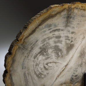 petrified-wood-sculpture-gray-stone-CN02599-detail.jpg