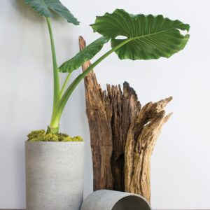 port-planter-lifestyle-moss-manor-AD76440-00_2_.jpg
