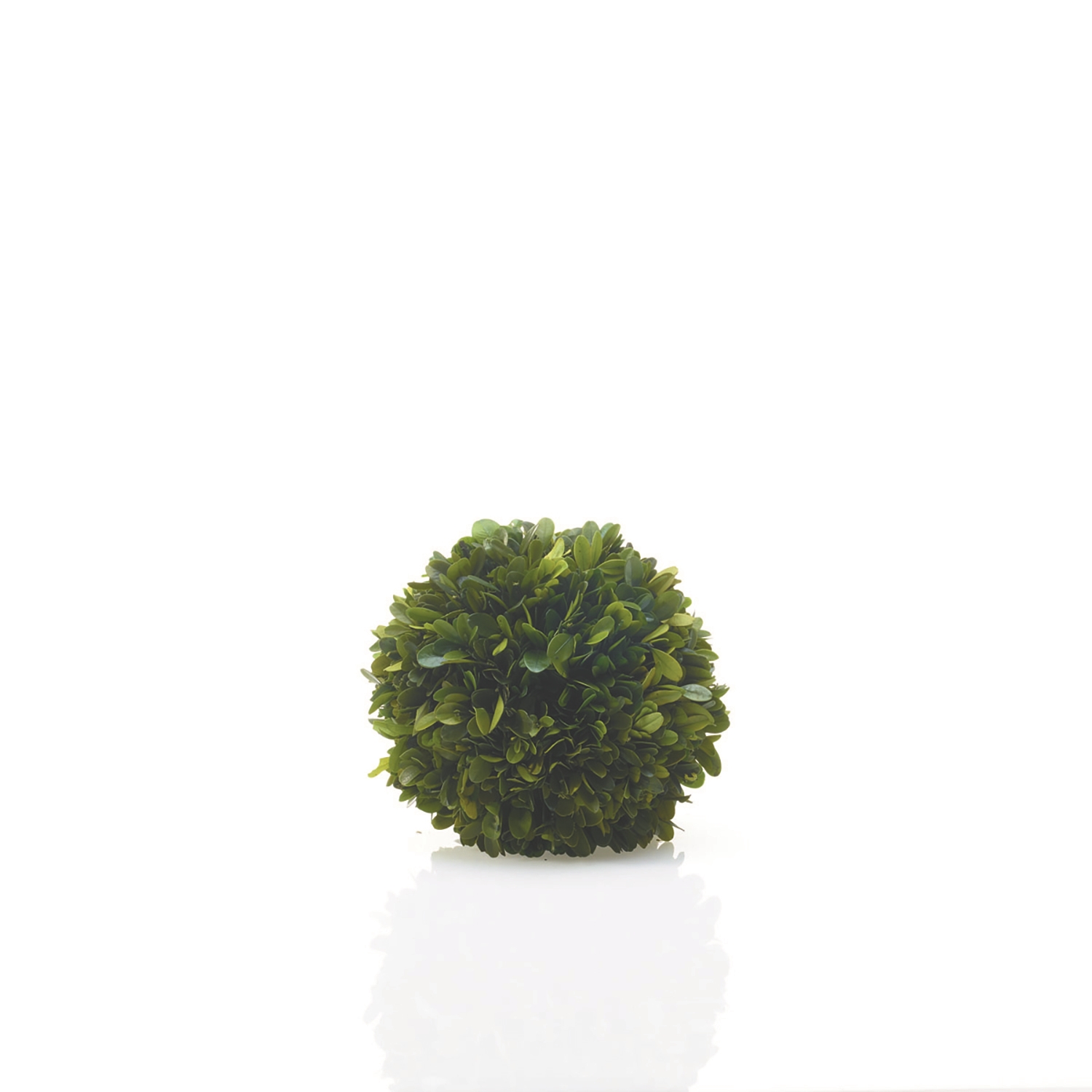 Preserved Boxwood Spheres Set - Discontinued - Image 8