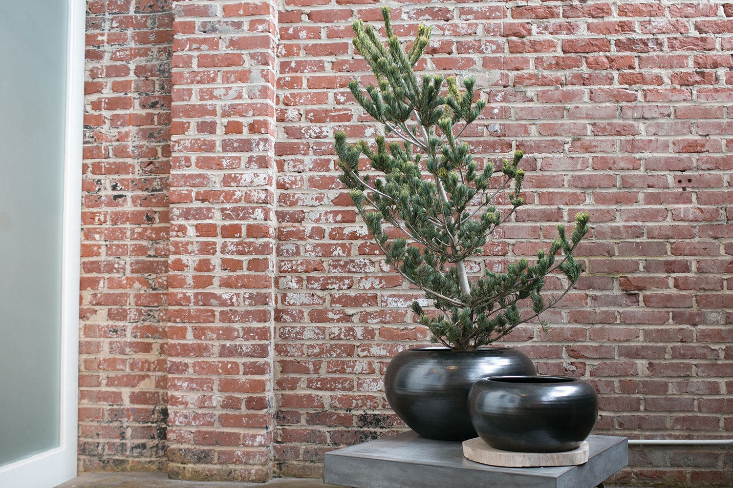 Risom Ceramic Display Bowl DISCONTINUED - Image 5